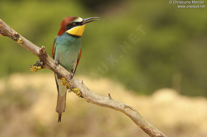 European Bee-eater