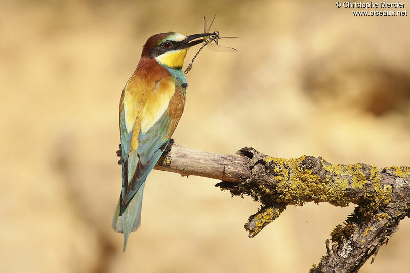 European Bee-eater