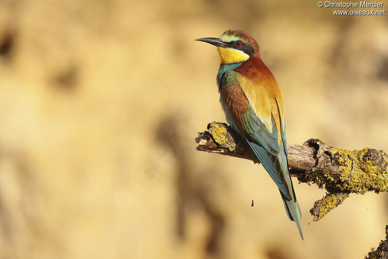 European Bee-eater