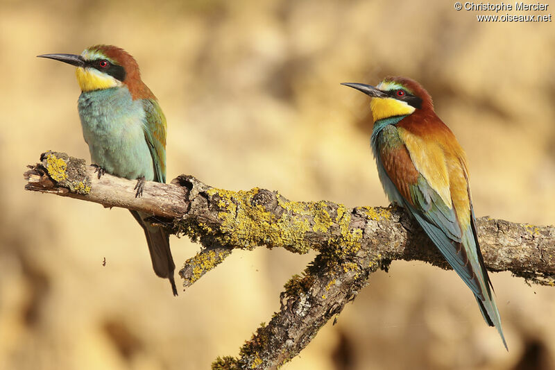 European Bee-eater