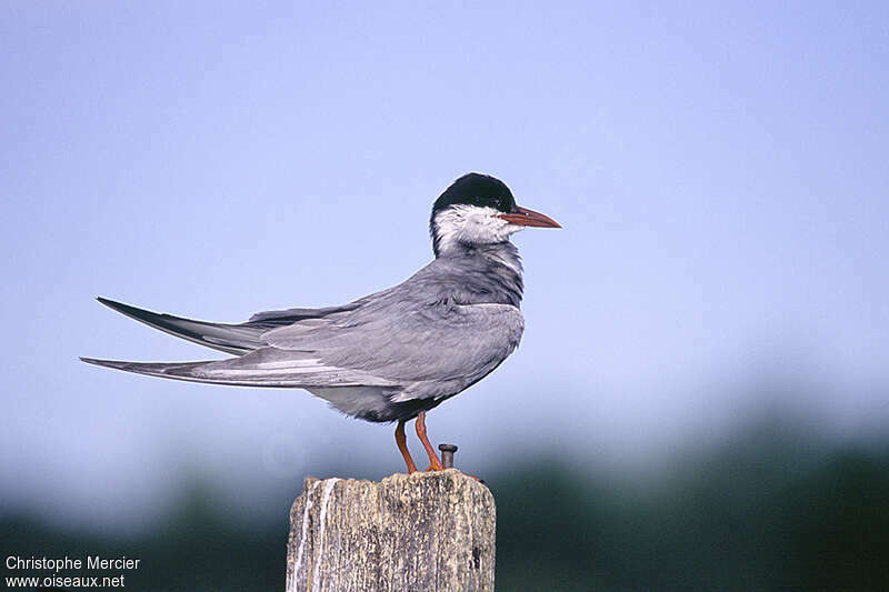 Whiskered Ternadult breeding, identification