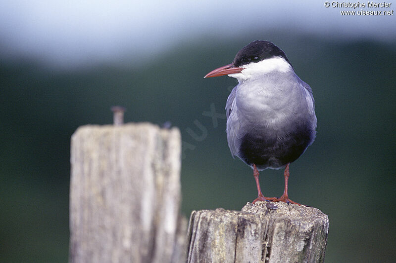 Whiskered Tern