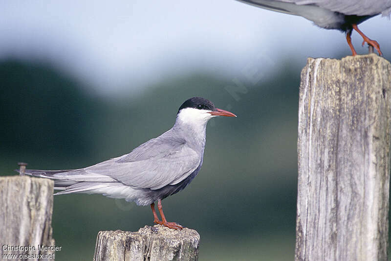 Guifette moustacadulte nuptial, identification