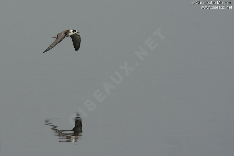 Black Tern