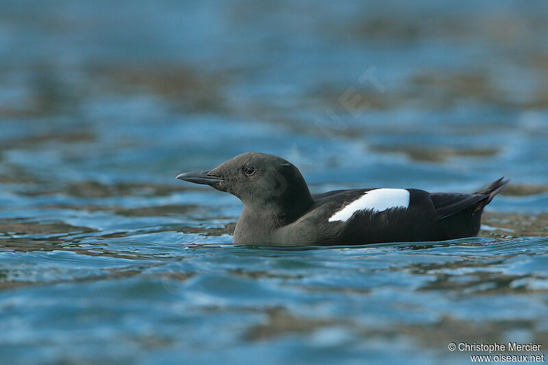 Guillemot à miroir