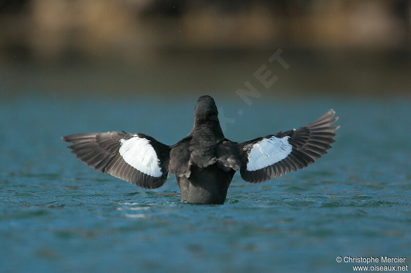 Guillemot à miroir