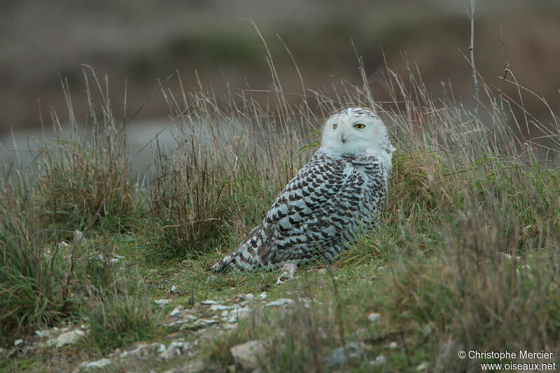 Snowy Owl