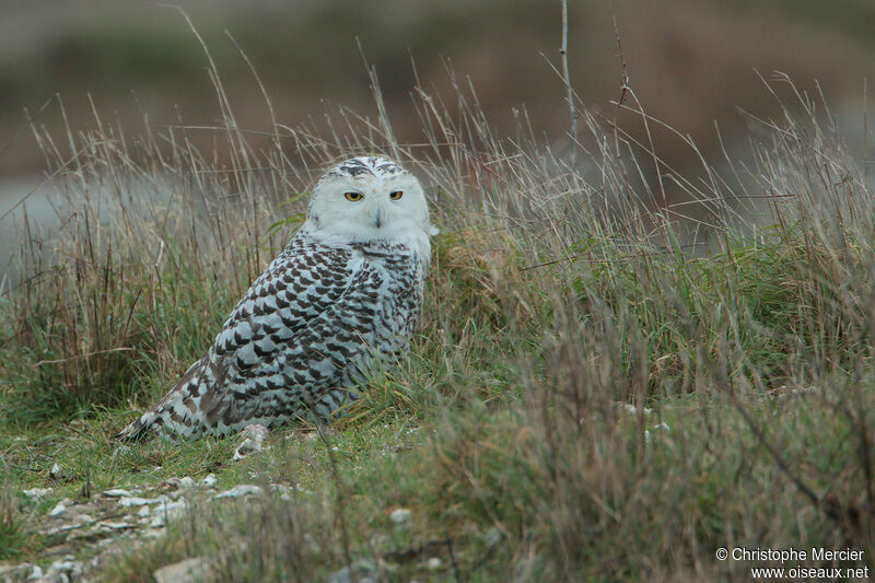 Snowy Owl