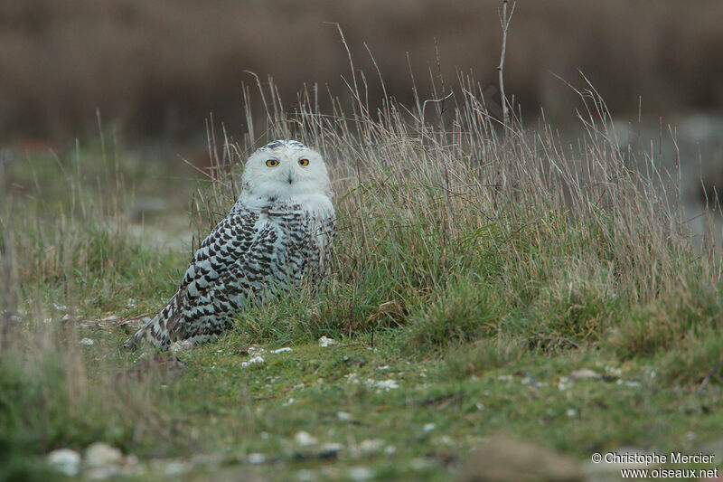 Harfang des neiges