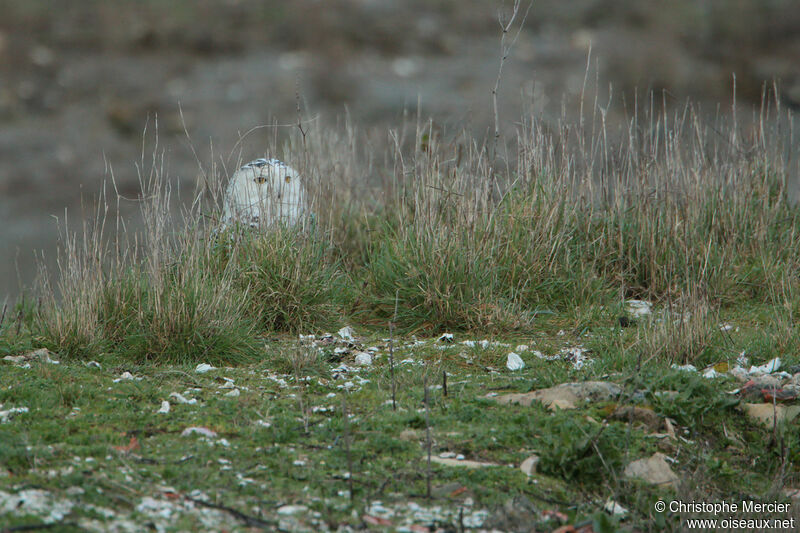 Snowy Owl