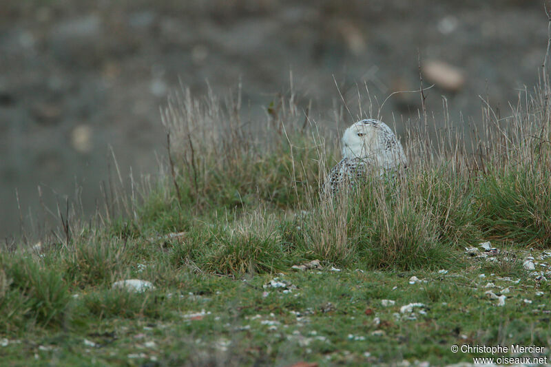 Snowy Owl