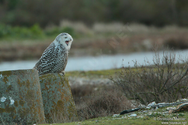 Harfang des neiges