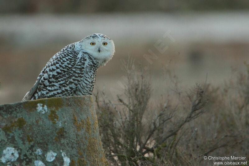 Snowy Owl