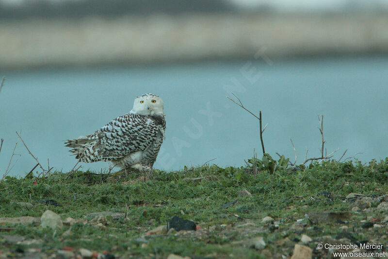 Snowy Owl