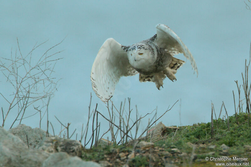 Snowy Owl