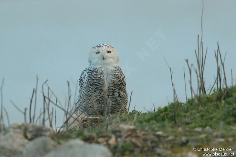 Snowy Owl