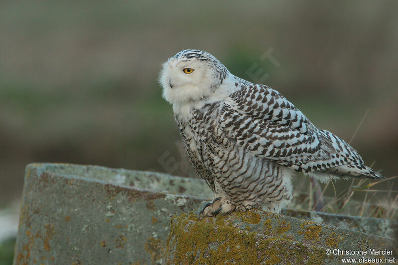 Harfang des neiges