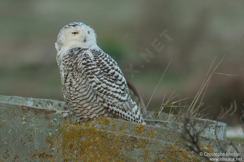 Snowy Owl