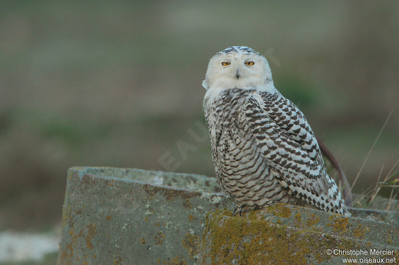 Snowy Owl