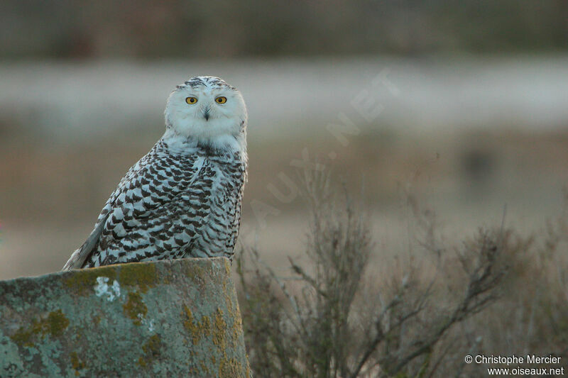 Harfang des neiges