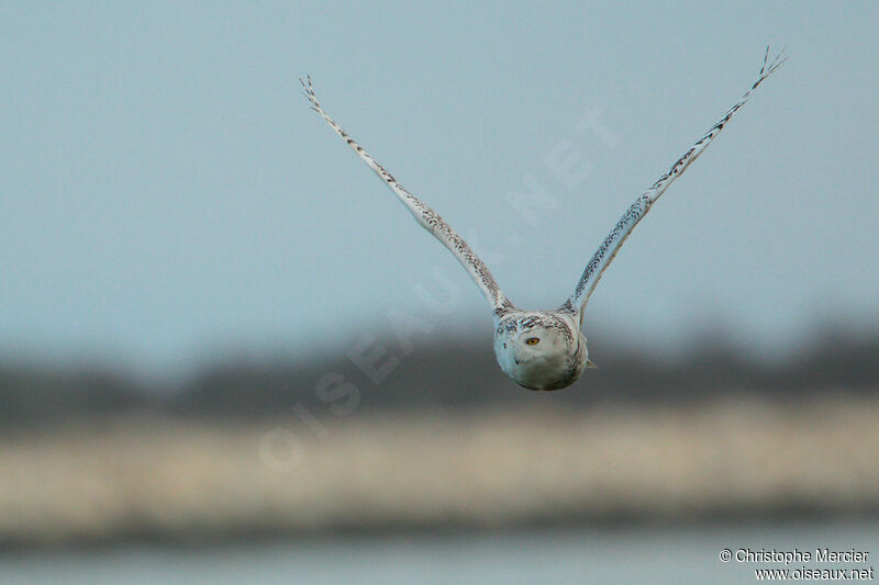 Snowy Owl