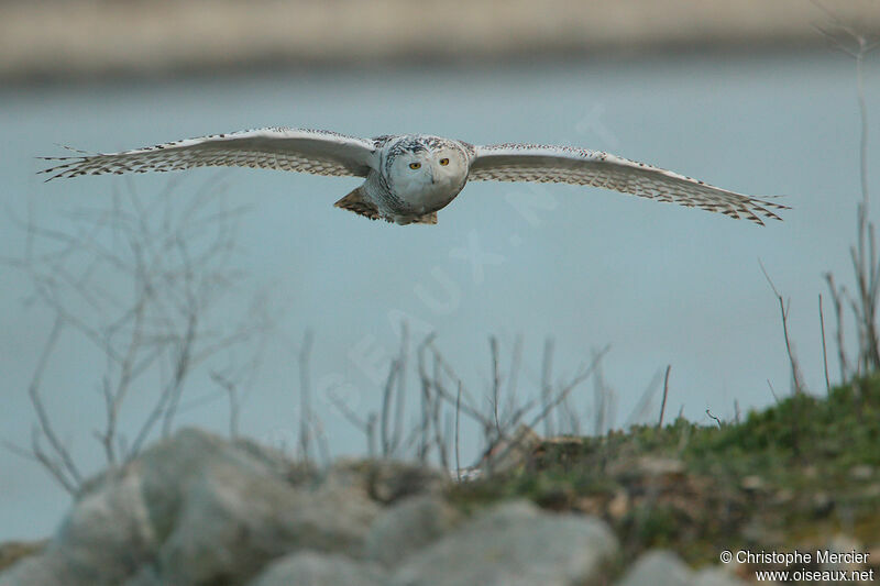 Snowy Owl