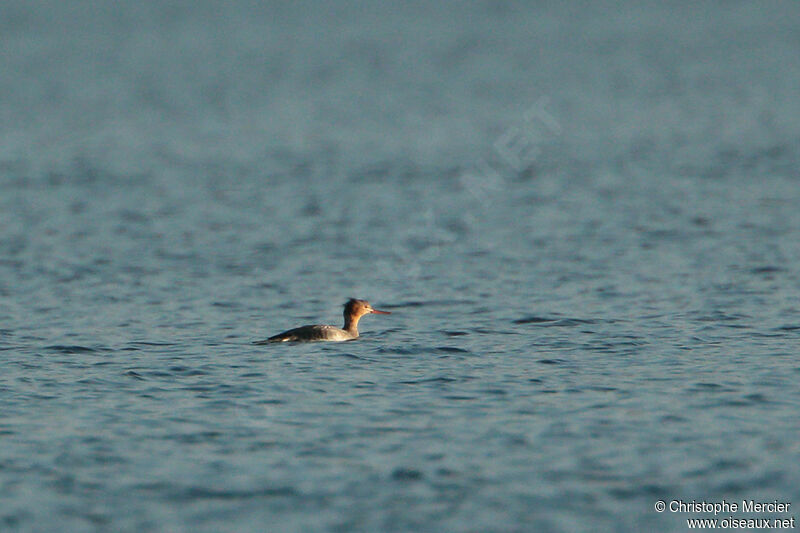 Red-breasted Merganser