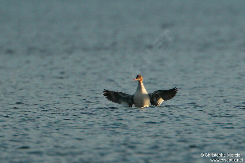 Red-breasted Merganser