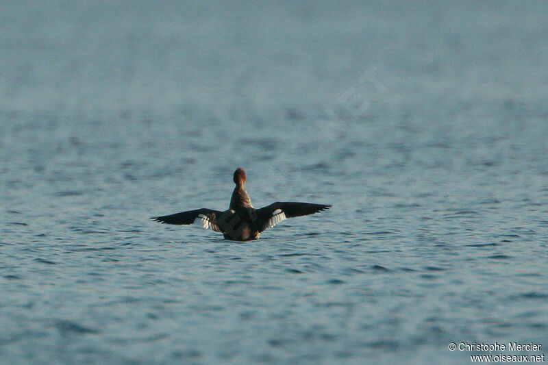 Red-breasted Merganser