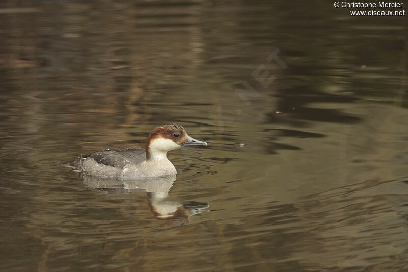 Smew