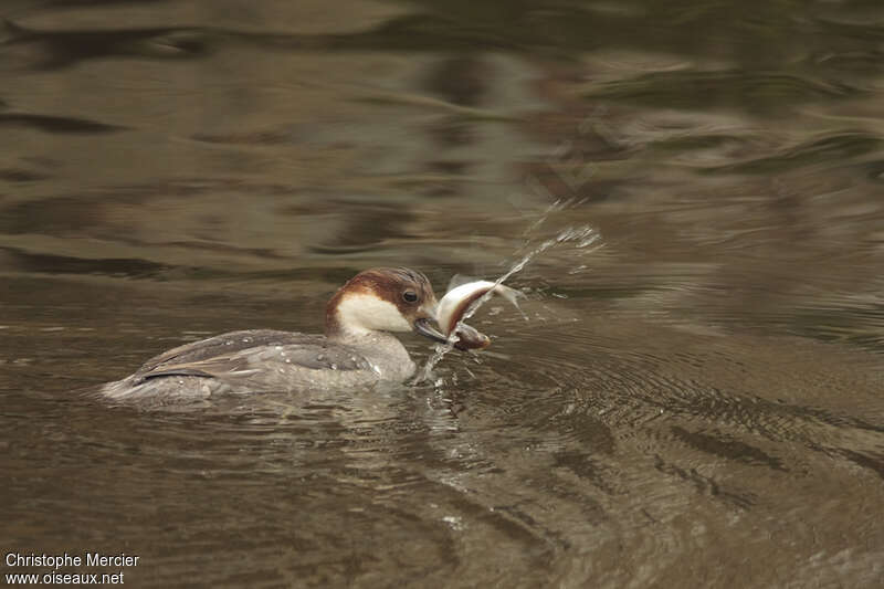 Harle piette femelle 2ème année, régime, pêche/chasse