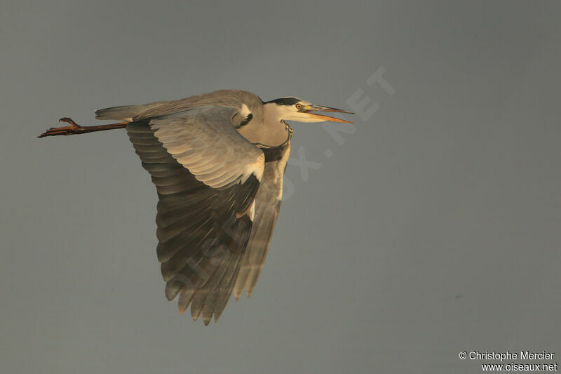 Grey Heron