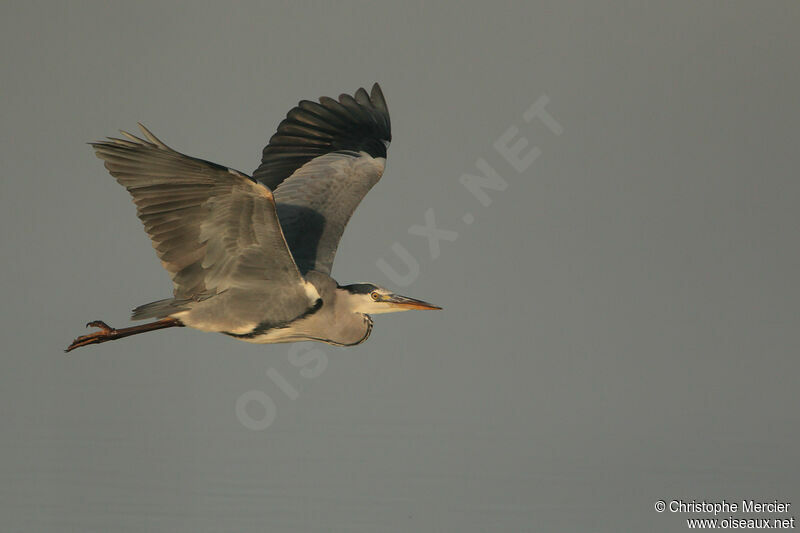 Grey Heron