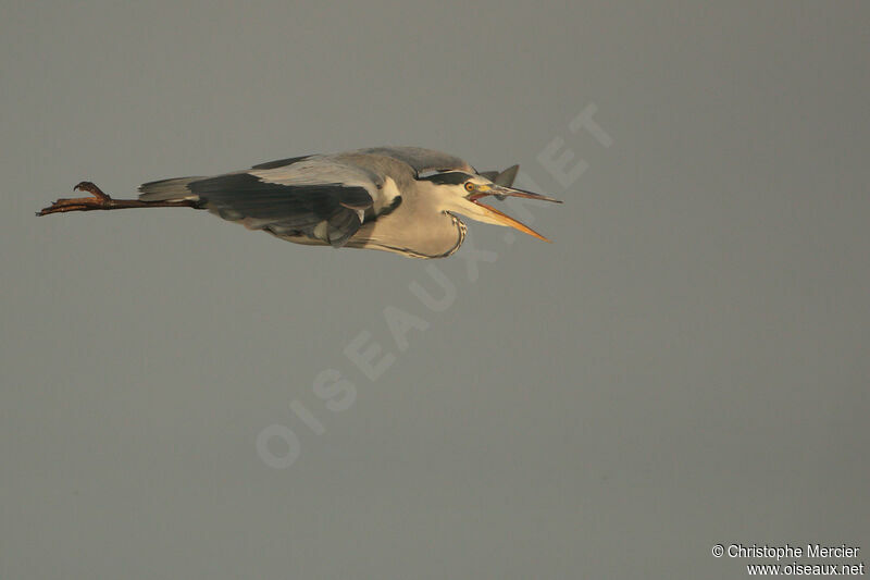 Grey Heron