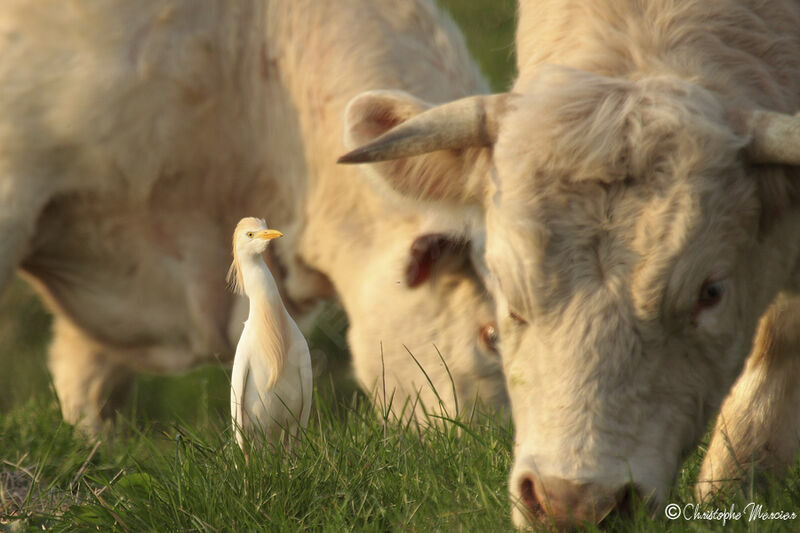 Western Cattle Egret