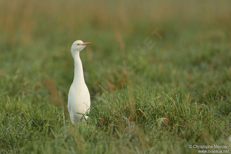 Western Cattle Egret