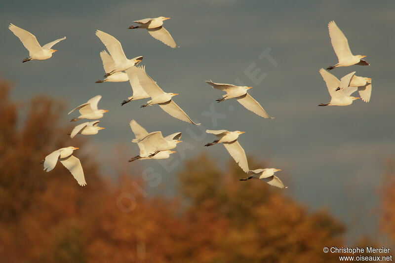 Western Cattle Egret