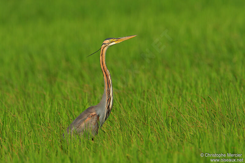 Purple Heron