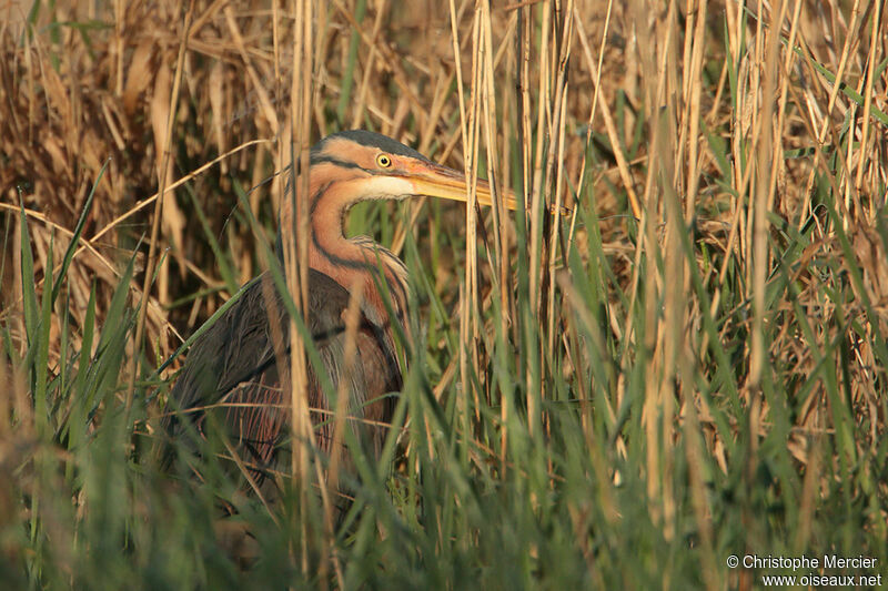 Purple Heron