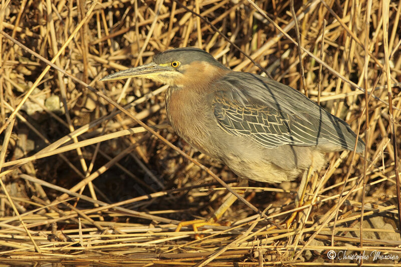 Green Heron