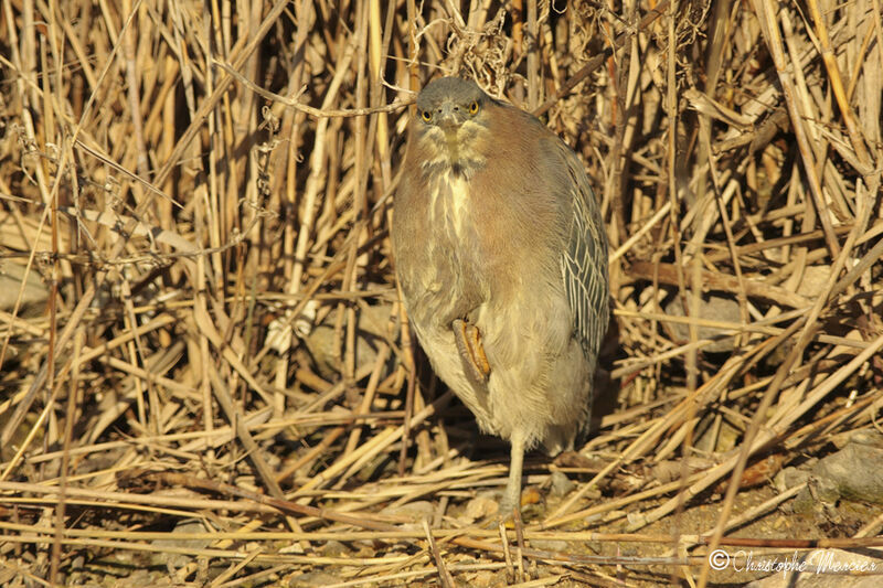 Green Heron