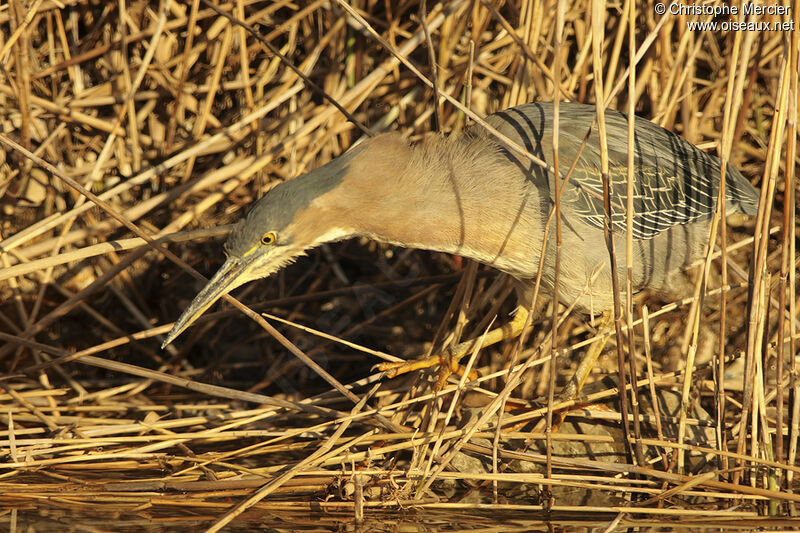 Green Heron