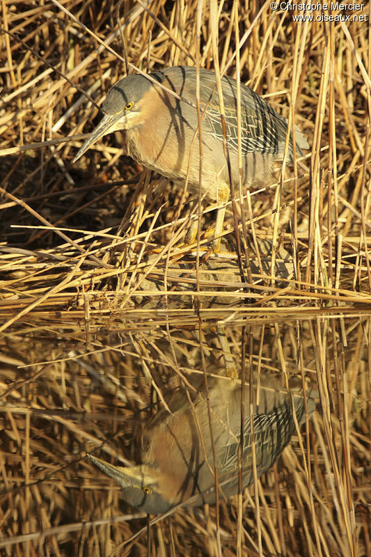 Green Heron