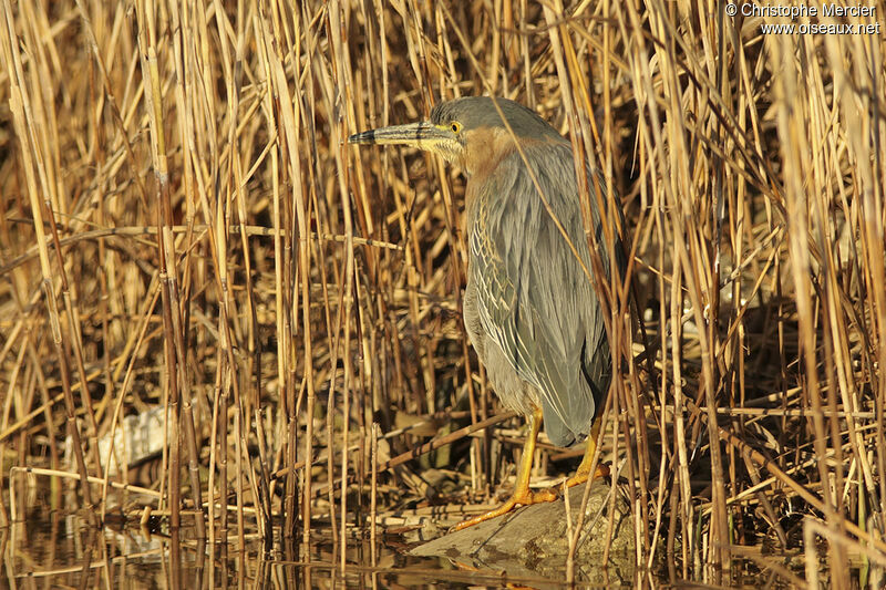 Green Heron