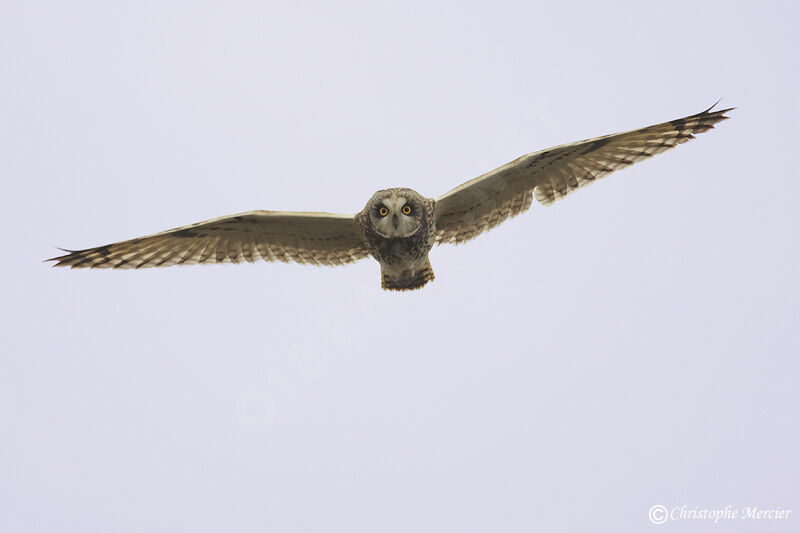 Short-eared Owl