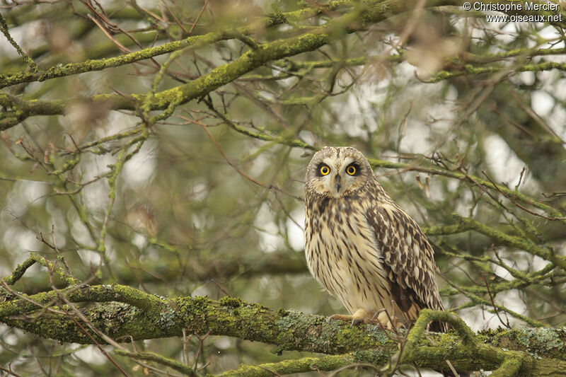 Short-eared Owl