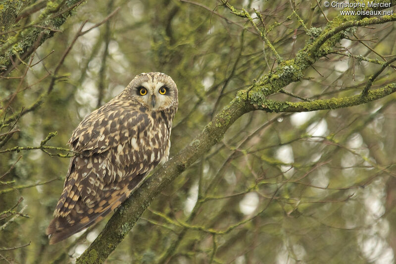 Short-eared Owl