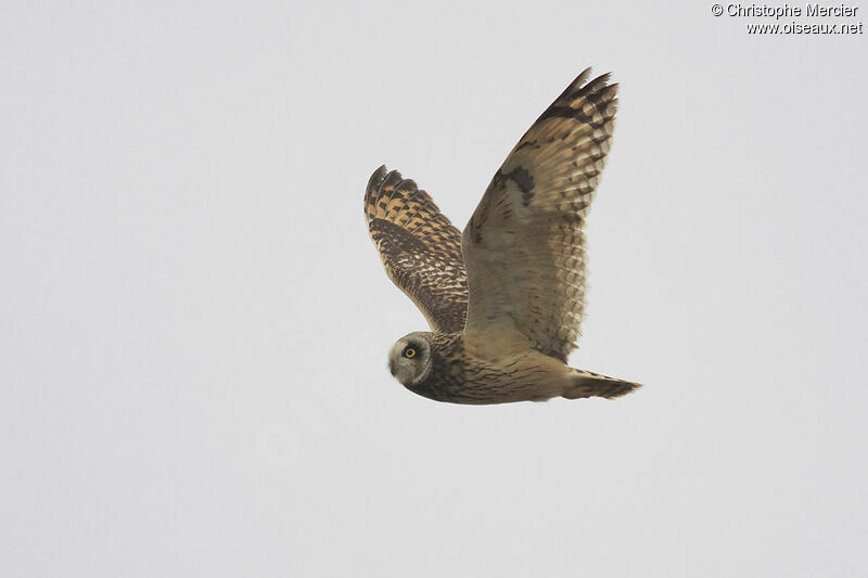 Hibou des marais