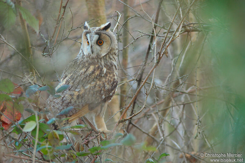 Long-eared Owl