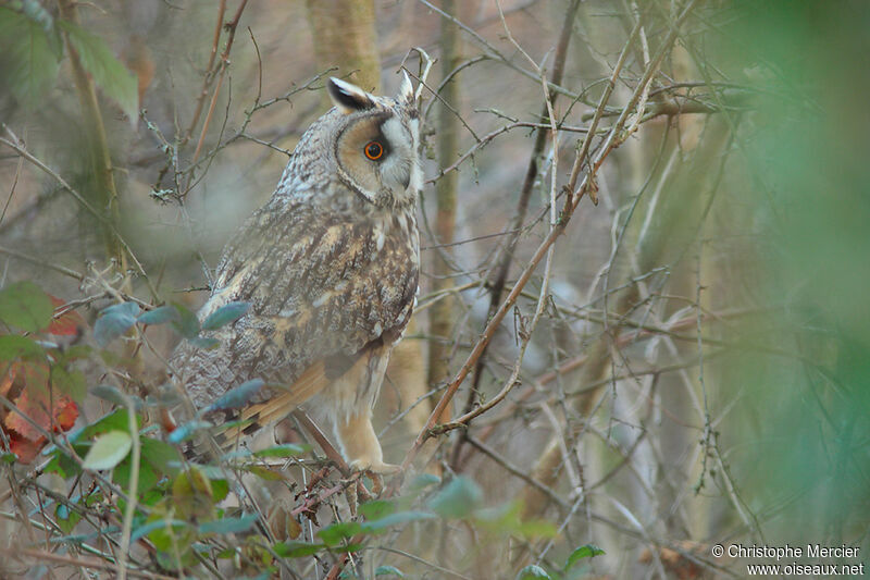 Long-eared Owl